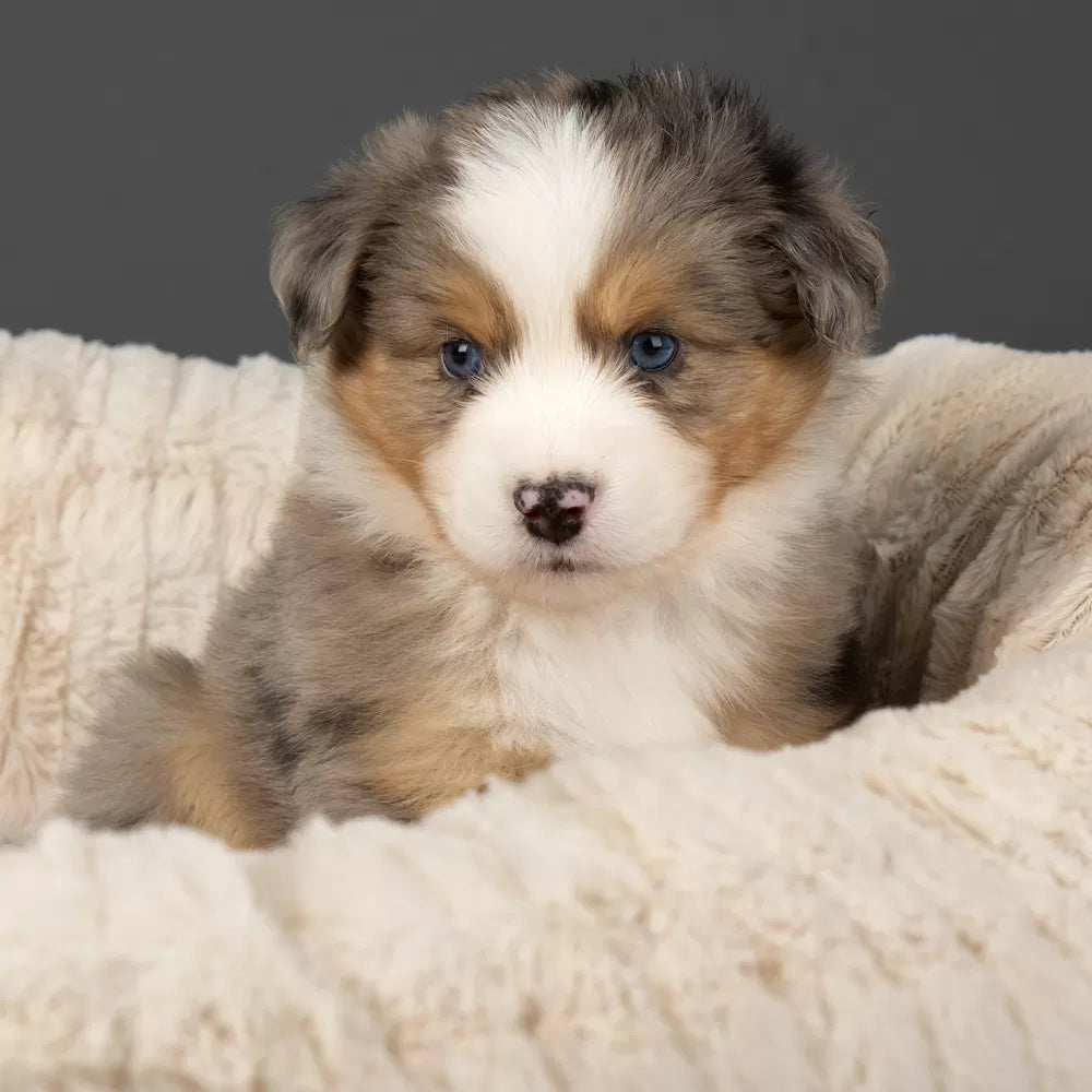 Ellen Donut Dog Bed (in Tan, Pink or Grey)