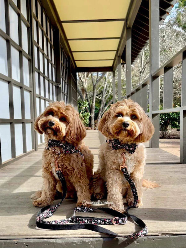 Charlie Dog Collar, Dog Collar & Dog Bowtie (Set)