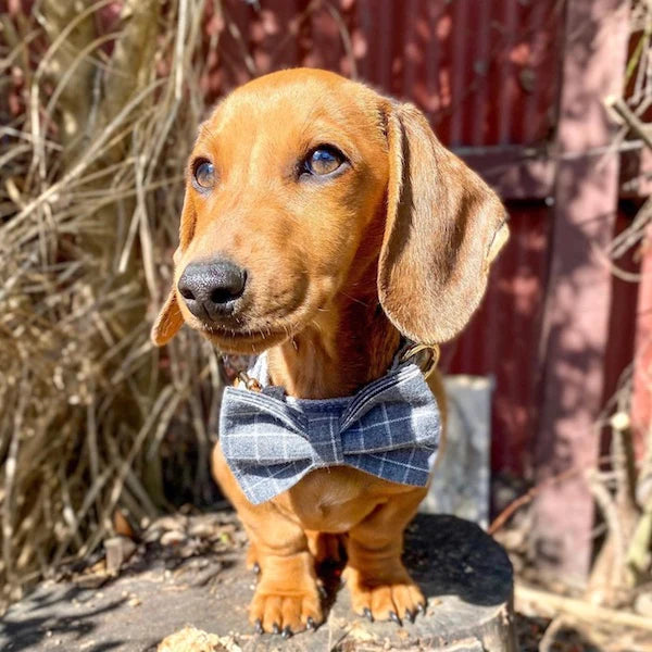 Harvey Dog Collar, Dog Collar & Dog Bowtie (Set)