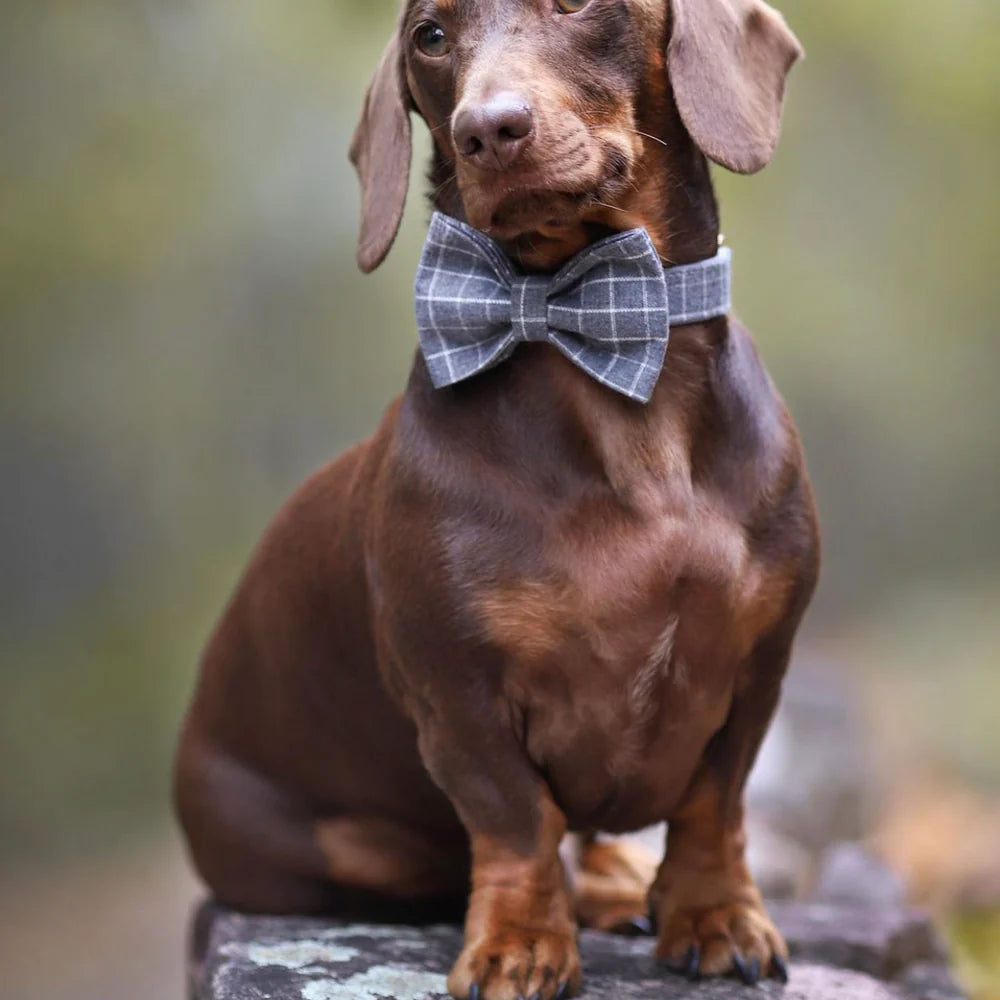 Harvey Dog Collar, Dog Collar & Dog Bowtie (Set)