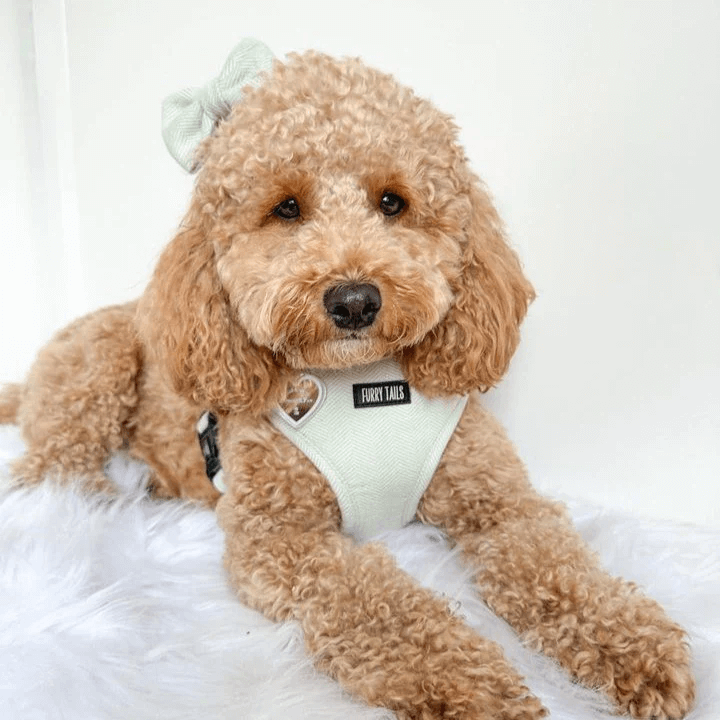 Dog Harness (Full Set) (Peppermint) – Dog Harness, Dog Collar, Dog Lead, Dog Poo Holder, Dog Bow Tie – by Furry Tails