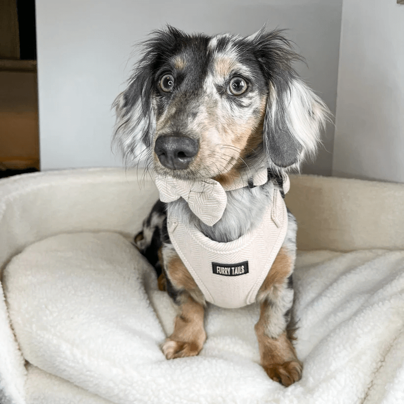 Dog Harness (Full Set) (Cashmere) – Dog Harness, Dog Collar, Dog Lead, Dog Poo Holder, Dog Bow Tie – by Furry Tails