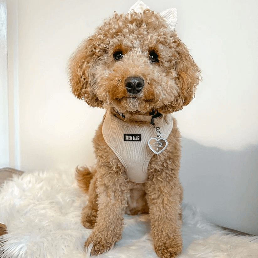 Dog Harness (Full Set) (Cashmere) – Dog Harness, Dog Collar, Dog Lead, Dog Poo Holder, Dog Bow Tie – by Furry Tails