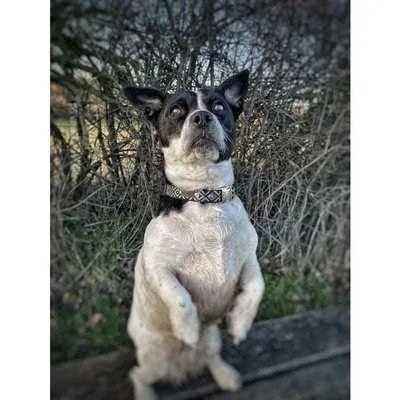 Finnigan's Blue Fusion Dog Lead Hand Made